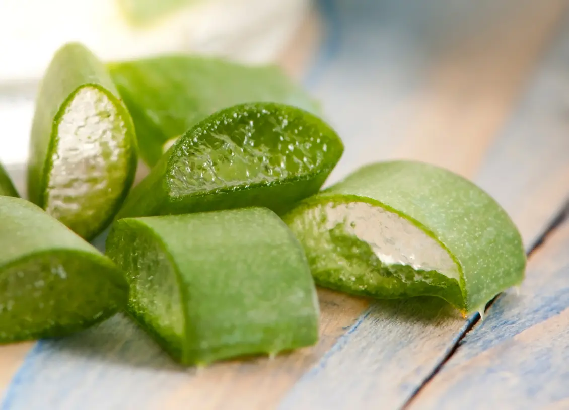 Aloe Vera